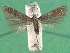  ( - KLM Lep 14924)  @11 [ ] CreativeCommons - Attribution Non-Commercial Share-Alike (2018) Christian Wieser Landesmuseum Kärnten