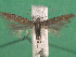  ( - KLM Lep 14933)  @11 [ ] CreativeCommons - Attribution Non-Commercial Share-Alike (2018) Christian Wieser Landesmuseum Kärnten