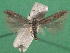  ( - KLM Lep 14935)  @11 [ ] CreativeCommons - Attribution Non-Commercial Share-Alike (2018) Christian Wieser Landesmuseum Kärnten