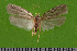  ( - KLM Lep 14954)  @11 [ ] CreativeCommons - Attribution Non-Commercial Share-Alike (2018) Christian Wieser Landesmuseum Kärnten