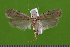  ( - KLM Lep 14955)  @11 [ ] CreativeCommons - Attribution Non-Commercial Share-Alike (2018) Christian Wieser Landesmuseum Kärnten