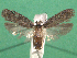  ( - KLM Lep 14957)  @11 [ ] CreativeCommons - Attribution Non-Commercial Share-Alike (2018) Christian Wieser Landesmuseum Kärnten
