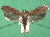  ( - KLM Lep 14996)  @11 [ ] CreativeCommons - Attribution Non-Commercial Share-Alike (2018) Christian Wieser Landesmuseum Kärnten