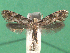  ( - KLM Lep 15002)  @11 [ ] CreativeCommons - Attribution Non-Commercial Share-Alike (2018) Christian Wieser Landesmuseum Kärnten