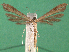  ( - KLM Lep 15017)  @11 [ ] CreativeCommons - Attribution Non-Commercial Share-Alike (2018) Christian Wieser Landesmuseum Kärnten
