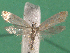  ( - KLM Lep 15025)  @11 [ ] CreativeCommons - Attribution Non-Commercial Share-Alike (2018) Christian Wieser Landesmuseum Kärnten