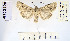  (Lacanobia praedita - BCBZ 0489)  @11 [ ] CreativeCommons - Attribution Non-Commercial Share-Alike (2020) Peter Huemer Tiroler Landesmuseum