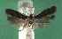  ( - KLM Lep 15074)  @11 [ ] CreativeCommons - Attribution Non-Commercial Share-Alike (2020) Christian Wieser Landesmuseum Kärnten
