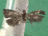  ( - KLM Lep 15093)  @11 [ ] CreativeCommons - Attribution Non-Commercial Share-Alike (2020) Christian Wieser Landesmuseum Kärnten