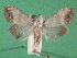  ( - KLM Lep 15116)  @11 [ ] CreativeCommons - Attribution Non-Commercial Share-Alike (2020) Christian Wieser Landesmuseum Kärnten