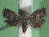  ( - KLM Lep 15397)  @11 [ ] CreativeCommons - Attribution Non-Commercial Share-Alike (2020) Christian Wieser Landesmuseum Kärnten