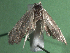  ( - KLM Lep 15402)  @11 [ ] CreativeCommons - Attribution Non-Commercial Share-Alike (2020) Christian Wieser Landesmuseum Kärnten