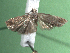 ( - KLM Lep 15405)  @11 [ ] CreativeCommons - Attribution Non-Commercial Share-Alike (2020) Christian Wieser Landesmuseum Kärnten