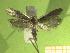  ( - KLMLep16121)  @11 [ ] CreativeCommons - Attribution Non-Commercial Share-Alike (2024) Laura Waldner Landesmuseum Kärnten
