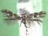  ( - KLM Lep 15517)  @11 [ ] CreativeCommons - Attribution Non-Commercial Share-Alike (2021) Christian Wieser Landesmuseum Kärnten