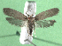  ( - KLM Lep 15560)  @11 [ ] CreativeCommons - Attribution Non-Commercial Share-Alike (2021) Christian Wieser Landesmuseum Kärnten