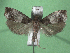  ( - KLM Lep 15699)  @13 [ ] CreativeCommons - Attribution Non-Commercial Share-Alike (2022) Christian Wieser Landesmuseum Kärnten