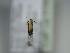  (Scythris pascuella - TLMF Lep 31292)  @11 [ ] CreativeCommons - Attribution Non-Commercial Share-Alike (2022) Peter Huemer Tiroler Landesmuseum
