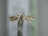  (Elachista neapolisella - TLMF Lep 32070)  @11 [ ] CreativeCommons - Attribution Non-Commercial Share-Alike (2022) Peter Huemer Tiroler Landesmuseum