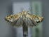  (Euchromius bella - TLMF Lep 32097)  @11 [ ] CreativeCommons - Attribution Non-Commercial Share-Alike (2022) Peter Huemer Tiroler Landesmuseum