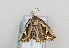  ( - TLMF Lep 10003)  @13 [ ] CreativeCommons - Attribution Non-Commercial Share-Alike (2013) Peter Huemer Tiroler Landesmuseum Ferdinandeum