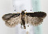  ( - TLMF Lep 10100)  @14 [ ] CreativeCommons - Attribution Non-Commercial Share-Alike (2013) Peter Huemer Tiroler Landesmuseum Ferdinandeum