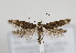  (Scythris amphonycella - TLMF Lep 10155)  @15 [ ] CreativeCommons - Attribution Non-Commercial Share-Alike (2013) Peter Huemer Tiroler Landesmuseum Ferdinandeum