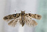  (Caryocolum proxima - TLMF Lep 10176)  @14 [ ] CreativeCommons - Attribution Non-Commercial Share-Alike (2013) Peter Huemer Tiroler Landesmuseum Ferdinandeum