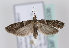  (Cryptoblabes bistriga - TLMF Lep 10336)  @14 [ ] CreativeCommons - Attribution Non-Commercial Share-Alike (2013) Peter Huemer Tiroler Landesmuseum Ferdinandeum