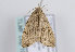  ( - TLMF Lep 10489)  @12 [ ] CreativeCommons - Attribution Non-Commercial Share-Alike (2013) Peter Huemer Tiroler Landesmuseum Ferdinandeum