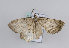  ( - TLMF Lep 10763)  @13 [ ] CreativeCommons - Attribution Non-Commercial Share-Alike (2013) Peter Huemer Tiroler Landesmuseum Ferdinandeum