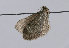  ( - TLMF Lep 10954)  @12 [ ] CreativeCommons - Attribution Non-Commercial Share-Alike (2013) Peter Huemer Tiroler Landesmuseum Ferdinandeum