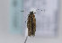  (Scythris sappadensis - TLMF Lep 11047)  @13 [ ] CreativeCommons - Attribution Non-Commercial Share-Alike (2013) Peter Huemer Tiroler Landesmuseum Ferdinandeum