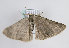 ( - TLMF Lep 11298)  @12 [ ] CreativeCommons - Attribution Non-Commercial Share-Alike (2013) Unspecified Tiroler Landesmuseum Ferdinandeum