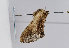  ( - TLMF Lep 11323)  @13 [ ] CreativeCommons - Attribution Non-Commercial Share-Alike (2013) Unspecified Tiroler Landesmuseum Ferdinandeum