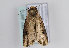  ( - TLMF Lep 11338)  @13 [ ] CreativeCommons - Attribution Non-Commercial Share-Alike (2013) Unspecified Tiroler Landesmuseum Ferdinandeum