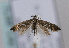  (Glyphipterix sp - TLMF Lep 12325)  @13 [ ] CreativeCommons - Attribution Non-Commercial Share-Alike (2013) Peter Huemer Tiroler Landesmuseum Ferdinandeum