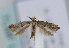  (Epermenia ochreomaculellus - TLMF Lep 12334)  @13 [ ] CreativeCommons - Attribution Non-Commercial Share-Alike (2013) Peter Huemer Tiroler Landesmuseum Ferdinandeum