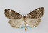  ( - TLMF Lep 12461)  @14 [ ] CreativeCommons - Attribution Non-Commercial Share-Alike (2013) Peter Huemer Tiroler Landesmuseum Ferdinandeum