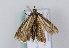  (Xanthocrambus lucellus - TLMF Lep 12621)  @12 [ ] CreativeCommons - Attribution Non-Commercial Share-Alike (2013) Peter Huemer Tiroler Landesmuseum Ferdinandeum