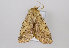  ( - TLMF Lep 12757)  @13 [ ] CreativeCommons - Attribution Non-Commercial Share-Alike (2013) Peter Huemer Tiroler Landesmuseum Ferdinandeum