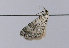  (Perizoma minorata - TLMF Lep 13221)  @14 [ ] CreativeCommons - Attribution Non-Commercial Share-Alike (2013) Peter Huemer Tiroler Landesmuseum Ferdinandeum
