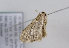  (Idaea sylvestraria - TLMF Lep 13237)  @14 [ ] CreativeCommons - Attribution Non-Commercial Share-Alike (2013) Peter Huemer Tiroler Landesmuseum Ferdinandeum