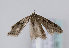  (Semioscopis steinkellneriana - TLMF Lep 11686)  @14 [ ] CreativeCommons - Attribution Non-Commercial Share-Alike (2013) Peter Huemer Tiroler Landesmuseum Ferdinandeum