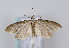  (Anchinia grisescens - TLMF Lep 12208)  @14 [ ] CreativeCommons - Attribution Non-Commercial Share-Alike (2013) Peter Huemer Tiroler Landesmuseum Ferdinandeum
