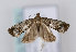 (Notocelia trimaculana - TLMF Lep 12248)  @14 [ ] CreativeCommons - Attribution Non-Commercial Share-Alike (2013) Peter Huemer Tiroler Landesmuseum Ferdinandeum