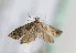  (Epinotia pusillana - TLMF Lep 13329)  @13 [ ] CreativeCommons - Attribution Non-Commercial Share-Alike (2014) Peter Huemer Tiroler Landesmuseum Ferdinandeum