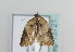  ( - TLMF Lep 13721)  @13 [ ] CreativeCommons - Attribution Non-Commercial Share-Alike (2014) Peter Huemer Tiroler Landesmuseum Ferdinandeum