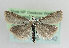  (Catoptria languidellus - TLMF Lep 13842)  @14 [ ] CreativeCommons - Attribution Non-Commercial Share-Alike (2014) Peter Huemer Tiroler Landesmuseum Ferdinandeum