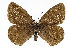  (Aphantopus hyperantus - TLMF Lep 13850)  @15 [ ] CreativeCommons - Attribution Non-Commercial Share-Alike (2014) Peter Huemer Tiroler Landesmuseum Ferdinandeum